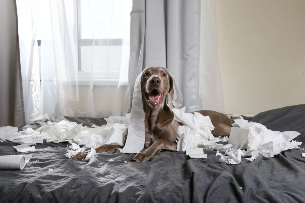 Happy dog making mess with papers on bed