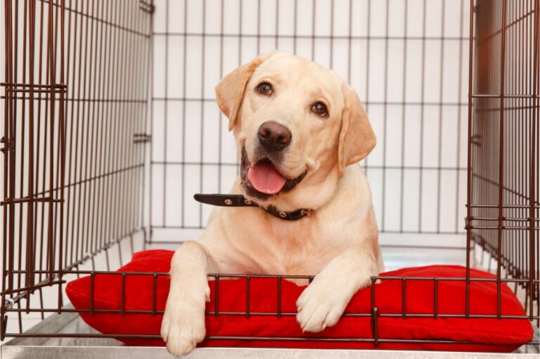 dog lies in a dog crate with red bed